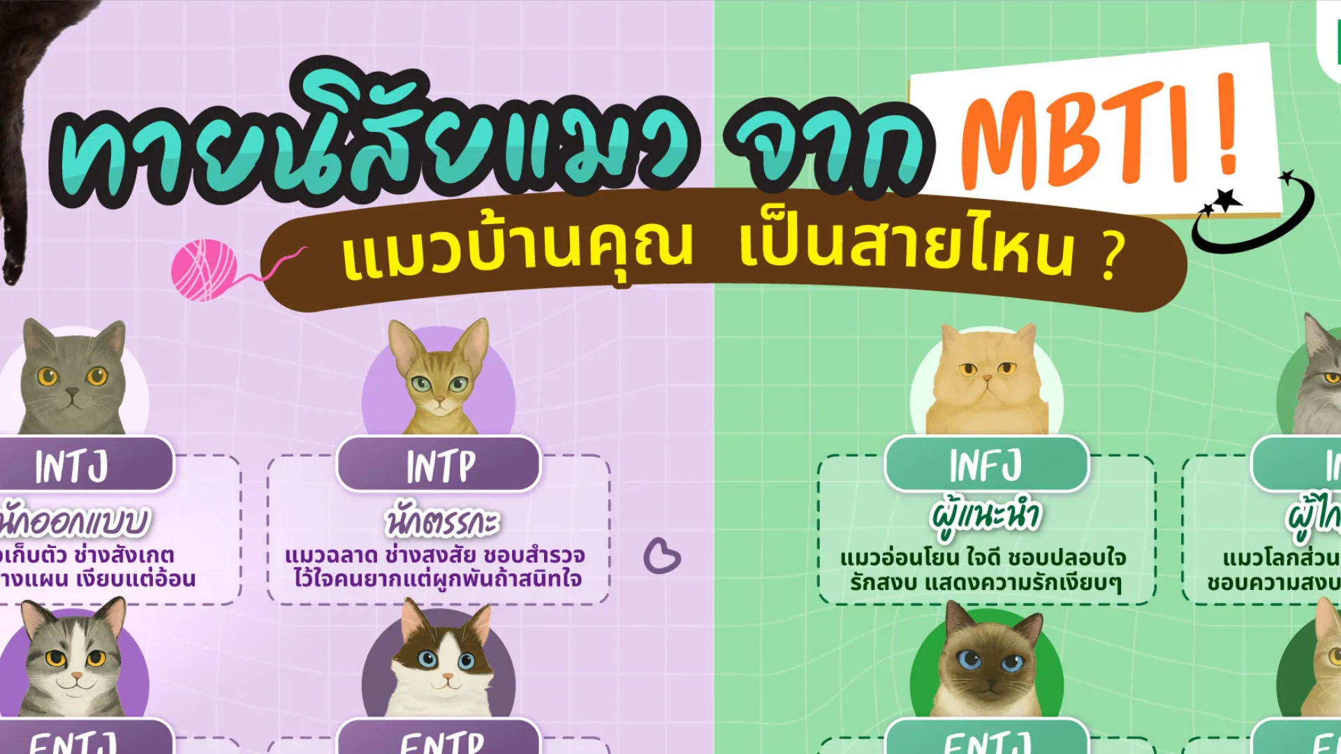 ทายนิสัยแมวจาก 16 MBTI! เจ้าเหมียวบ้านคุณเป็นสายไหน เช็กเลย