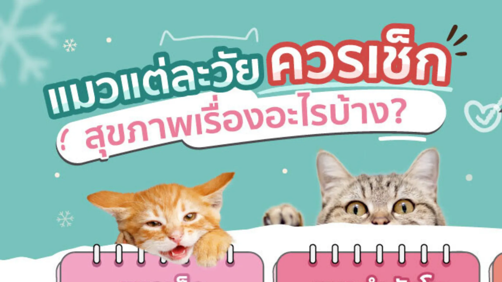 เช็กลิสต์สุขภาพแมวแต่ละวัย ตั้งแต่ลูกแมวถึงวัยสูงอายุ