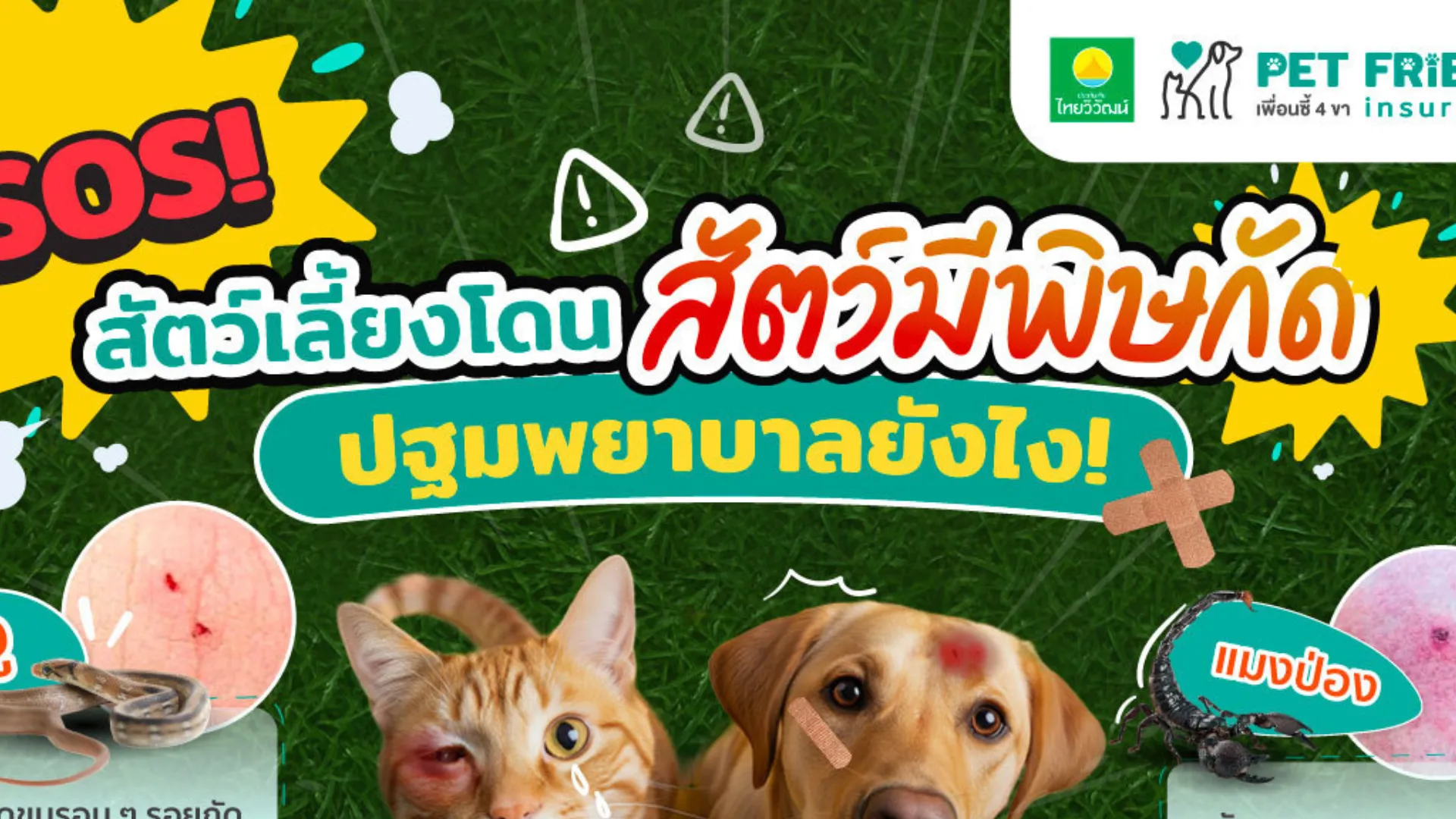 สุนัขหรือแมวถูกงู&ndash;สัตว์มีพิษกัด ปฐมพยาบาลอย่างไรให้ปลอดภัย