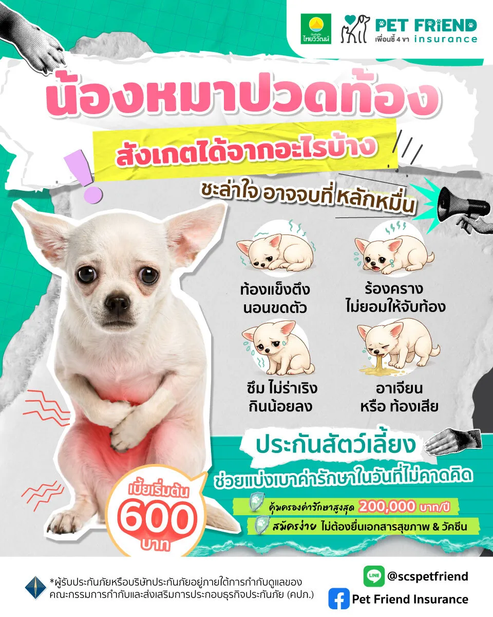 อาการปวดท้องในสุนัข