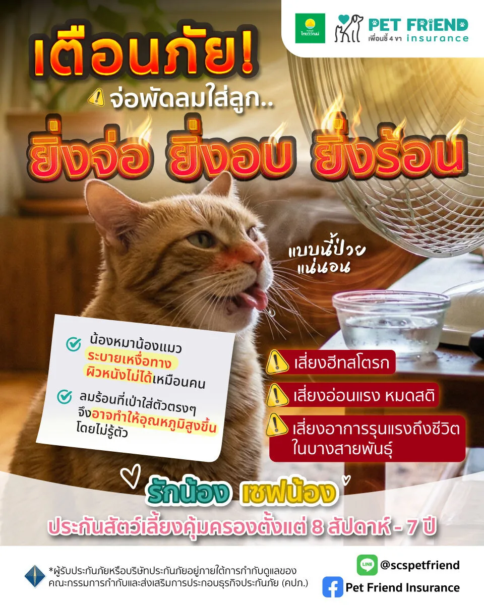การเปิดพัดลมให้สัตว์เลี้ยงในวันที่อากาศร้อน