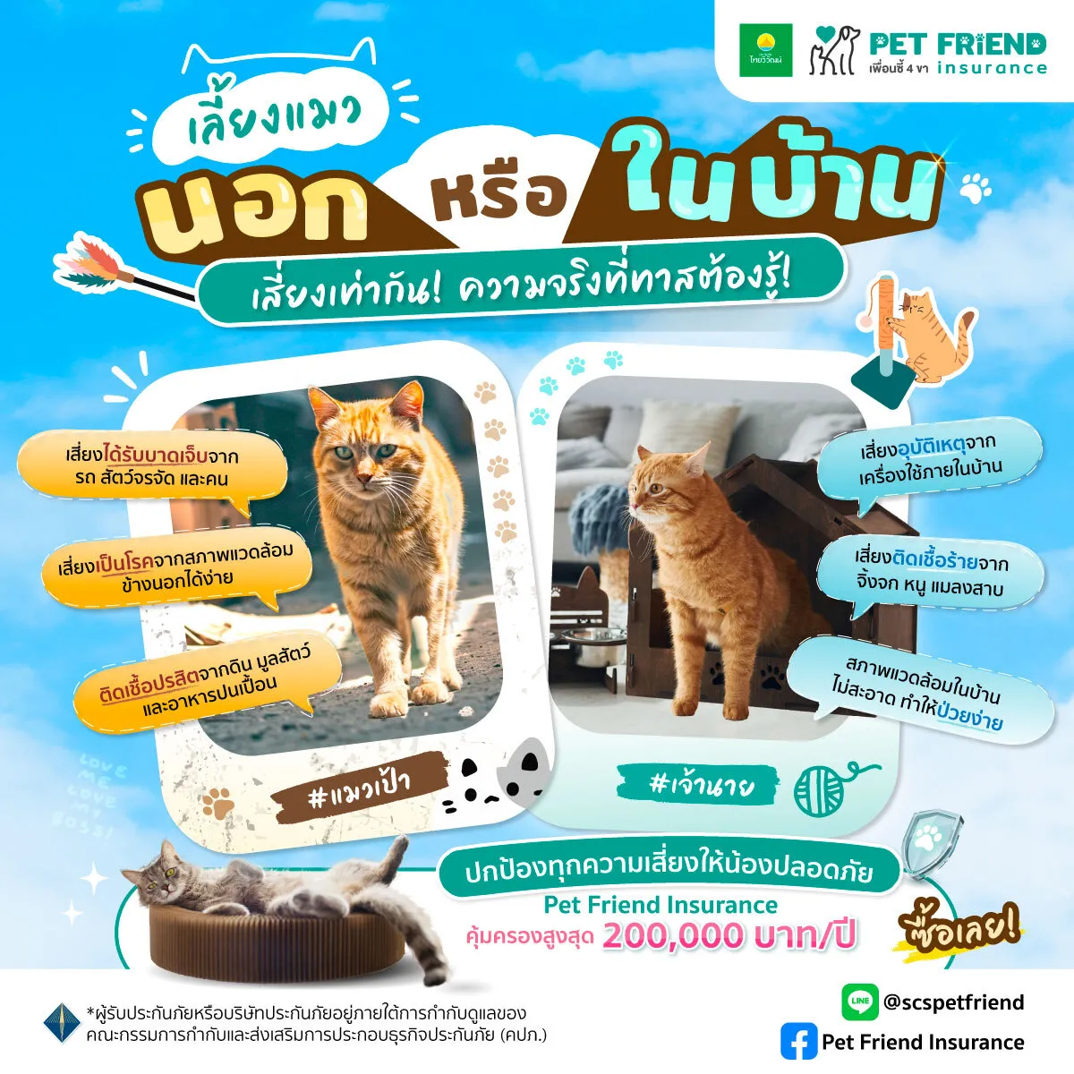 แมวเลี้ยงในบ้านและนอกบ้าน