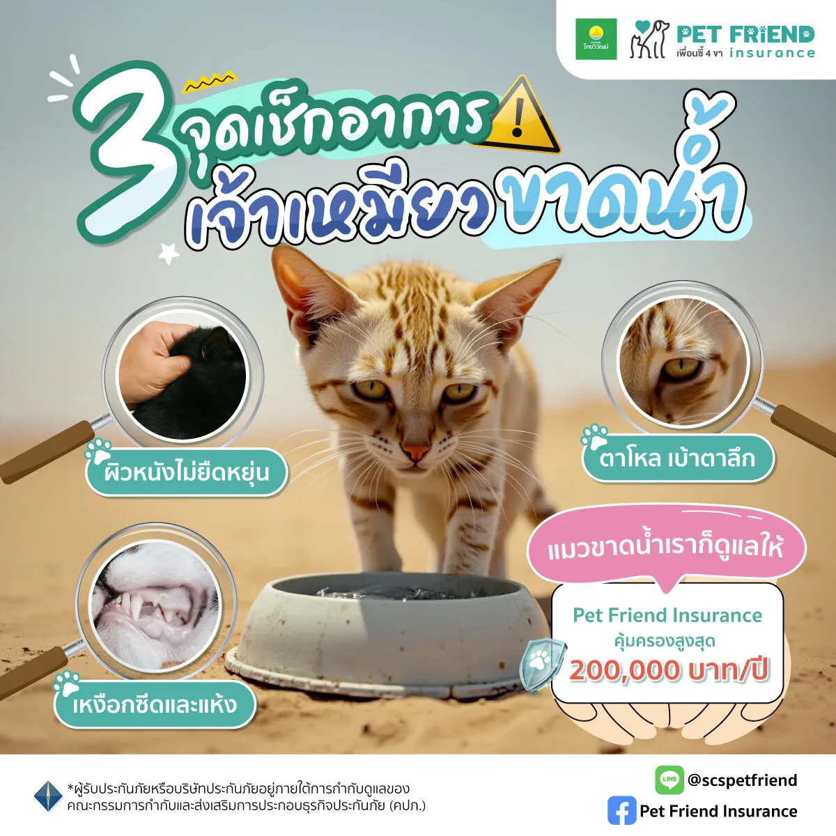 วิธีสังเกตภาวะขาดน้ำในแมว